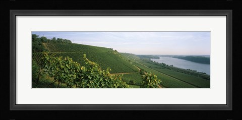 Framed Vineyards along a river, Niersteiner Hang, Rhine River, Nackenheim, Mainz-Bingen, Rhineland-Palatinate, Rheinhessen, Germany Print