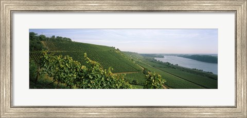 Framed Vineyards along a river, Niersteiner Hang, Rhine River, Nackenheim, Mainz-Bingen, Rhineland-Palatinate, Rheinhessen, Germany Print