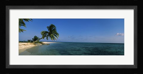 Framed Palm tree overhanging on the beach, Laughing Bird Caye, Victoria Channel, Belize Print