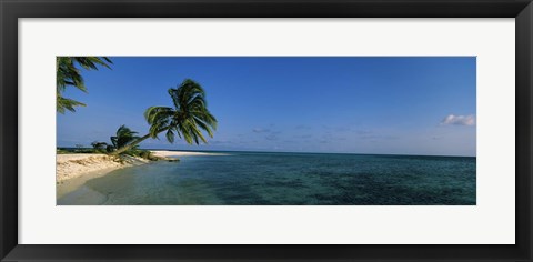 Framed Palm tree overhanging on the beach, Laughing Bird Caye, Victoria Channel, Belize Print