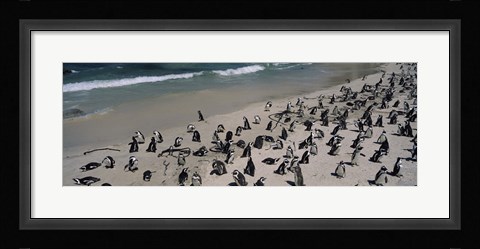 Framed Colony of Jackass penguins (Spheniscus demersus) on the beach, Boulder Beach, Simon's Town, Western Cape Province, South Africa Print