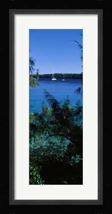 Framed Sailboats in the ocean, Kingdom of Tonga, Vava'u Group of Islands, South Pacific Print