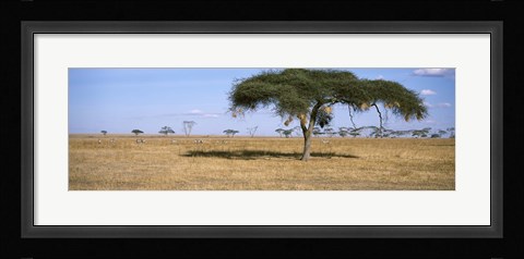 Framed Acacia trees with weaver bird nests, Antelope and Zebras, Serengeti National Park, Tanzania Print