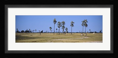 Framed Giraffes (Giraffa camelopardalis) in a national park, Hwange National Park, Matabeleland North, Zimbabwe Print