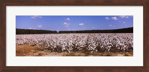 Framed Cotton crops in a field, Georgia, USA Print