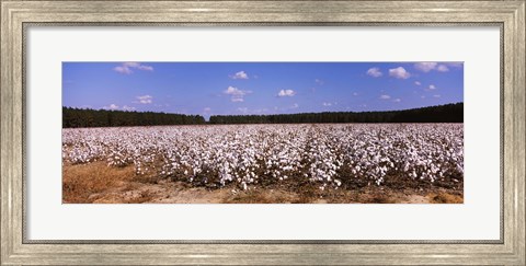 Framed Cotton crops in a field, Georgia, USA Print