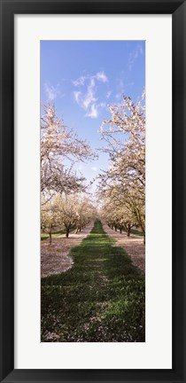 Framed Almond trees in an orchard, Central Valley, California, USA Print