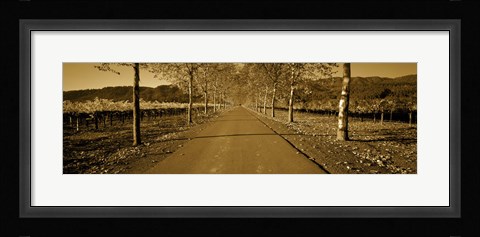 Framed Trees along a road, Beaulieu Vineyard, Rutherford, Napa Valley, Napa, Napa County, California, USA Print