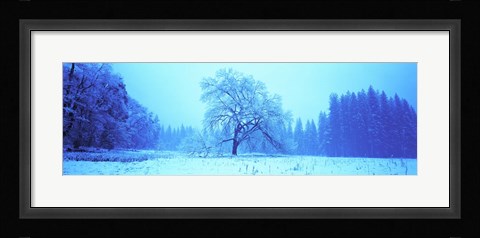 Framed Trees in a snow covered landscape, Yosemite Valley, Yosemite National Park, Mariposa County, California, USA Print