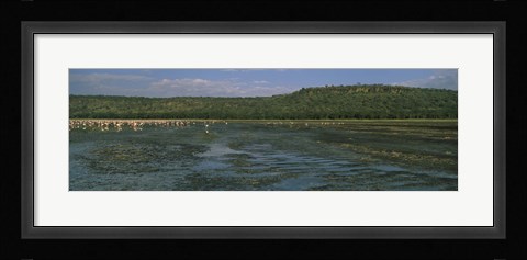 Framed Flock of flamingos in a lake, Lake Nakuru, Great Rift Valley, Lake Nakuru National Park, Kenya Print