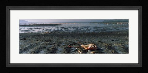 Framed Dead flamingo at the lakeside, Lake Nakuru, Great Rift Valley, Lake Nakuru National Park, Kenya Print