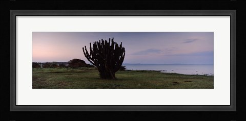 Framed Silhouette of a cactus at the lakeside, Lake Victoria, Great Rift Valley, Kenya Print