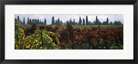 Framed Vineyards with trees in the background, Apennines, Emilia-Romagna, Italy Print