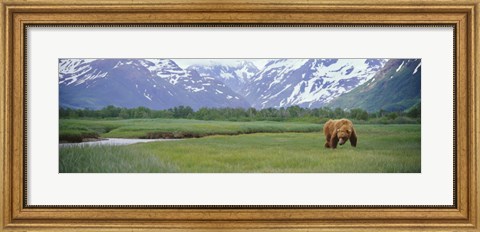 Framed Grizzly bear grazing in a field, Kukak Bay, Katmai National Park, Alaska Print