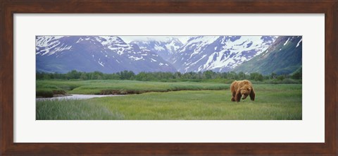 Framed Grizzly bear grazing in a field, Kukak Bay, Katmai National Park, Alaska Print