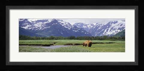 Framed Kukak Bay, Katmai National Park, Alaska Print
