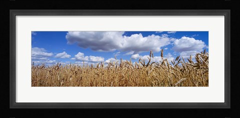 Framed Wheat crop growing in a field, near Edmonton, Alberta, Canada Print
