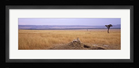Framed Cheetah (Acinonyx jubatus) sitting on a mound looking back, Masai Mara National Reserve, Kenya Print