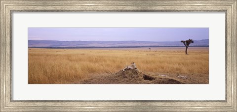 Framed Cheetah (Acinonyx jubatus) sitting on a mound looking back, Masai Mara National Reserve, Kenya Print