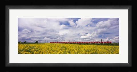 Framed Commuter train passing through oilseed rape (Brassica napus) fields, Baden-Wurttemberg, Germany Print