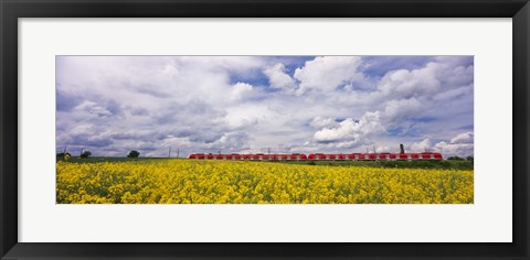 Framed Commuter train passing through oilseed rape (Brassica napus) fields, Baden-Wurttemberg, Germany Print