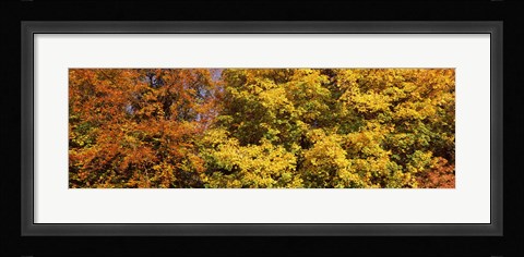 Framed Autumnal trees in a park, Ludwigsburg Park, Ludwigsburg, Baden-Wurttemberg, Germany Print