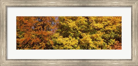 Framed Autumnal trees in a park, Ludwigsburg Park, Ludwigsburg, Baden-Wurttemberg, Germany Print