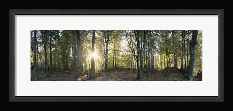 Framed Trees in a forest, Black Forest, Freiburg im Breisgau, Baden-Wurttemberg, Germany Print