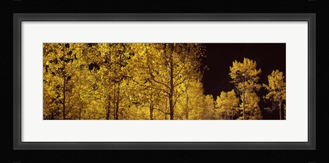 Framed Aspen trees in autumn with night sky, Colorado, USA Print