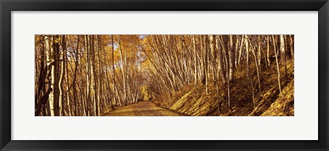 Framed Road in the Forest, Colorado Print