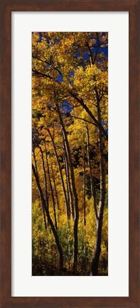 Framed Tall Aspen trees in autumn, Colorado, USA Print