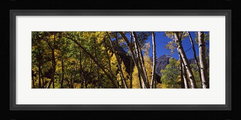 Framed Aspen trees with mountains in the background, Maroon Bells, Aspen, Pitkin County, Colorado, USA Print