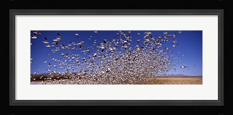 Framed Snow Geest, Bosque del Apache National Wildlife Reserve, New Mexico, USA Print