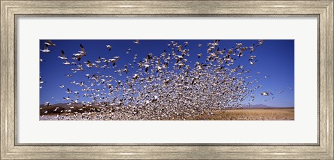 Framed Snow Geest, Bosque del Apache National Wildlife Reserve, New Mexico, USA Print