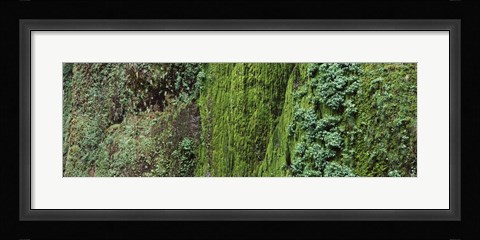 Framed Ferns and moss covered hill, Columbia River Gorge, Oregon, USA Print