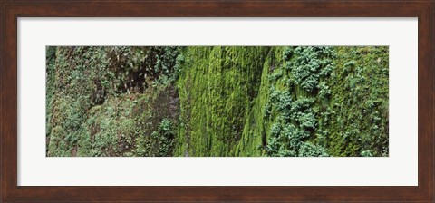 Framed Ferns and moss covered hill, Columbia River Gorge, Oregon, USA Print