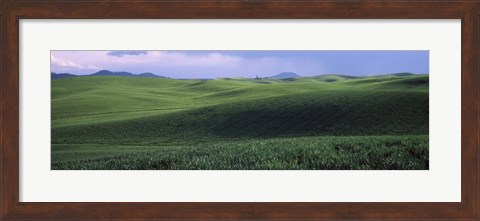Framed Wheat field on a rolling landscape, near Pullman, Washington State, USA Print