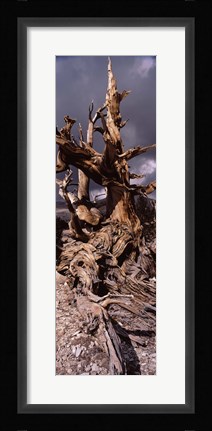 Framed Bristlecone pine tree (Pinus longaeva) under cloudy sky, Inyo County, California, USA Print