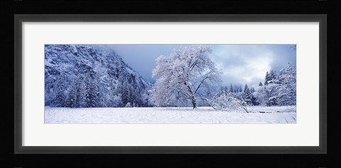 Framed Snow covered oak tree in a valley, Yosemite National Park, California, USA Print