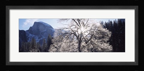 Framed Low angle view of a snow covered oak tree, Yosemite National Park, California, USA Print