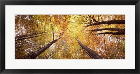 Framed Low angle view of trees with yellow foliage, Bavaria, Germany Print