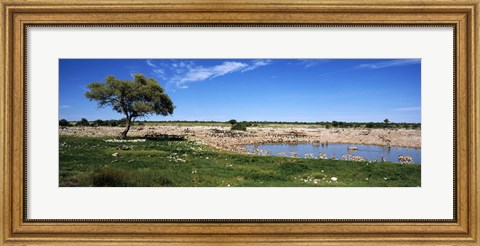 Framed Wild animals at a waterhole, Okaukuejo, Etosha National Park, Kunene Region, Namibia Print