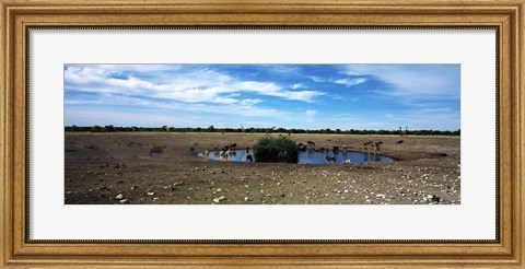Framed Wild animals at a waterhole, Etosha National Park, Kunene Region, Namibia Print