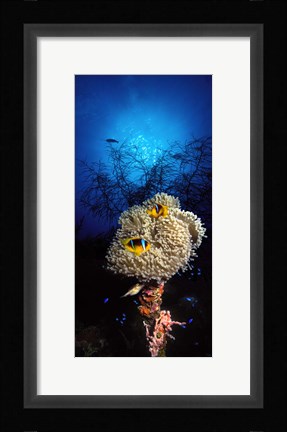 Framed Sea anemone and Allard's anemonefish (Amphiprion allardi) in the ocean Print
