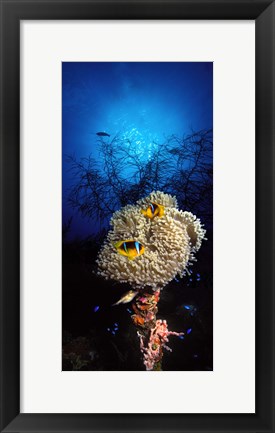 Framed Sea anemone and Allard's anemonefish (Amphiprion allardi) in the ocean Print