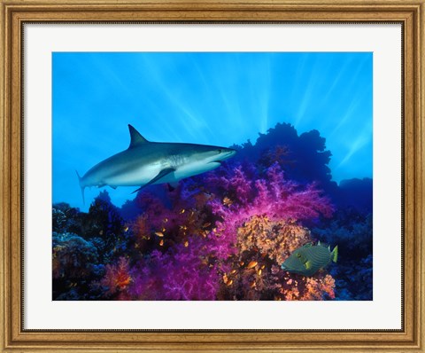 Framed Caribbean Reef shark (Carcharhinus perezi) and Soft corals in the ocean Print