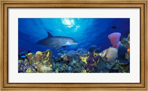 Framed Bottle-Nosed dolphin (Tursiops truncatus) and Gray angelfish (Pomacanthus arcuatus) on coral reef in the sea Print
