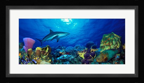 Framed Caribbean Reef shark (Carcharhinus perezi) Rainbow Parrotfish (Scarus guacamaia) in the sea Print