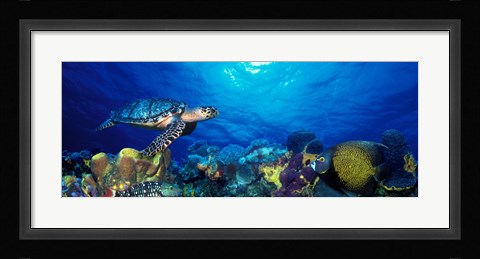 Framed Hawksbill turtle (Eretmochelys Imbricata) and French angelfish (Pomacanthus paru) with Stoplight Parrotfish (Sparisoma viride) Print