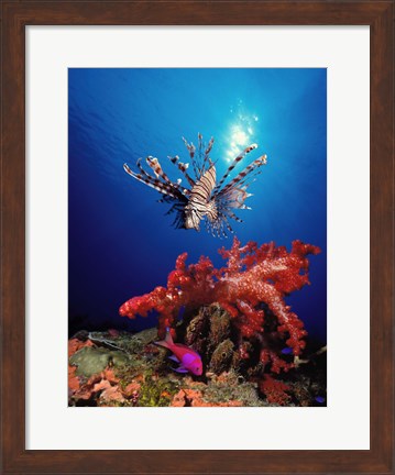 Framed Lionfish (Pteropterus radiata) and Squarespot anthias (Pseudanthias pleurotaenia) with soft corals in the ocean Print